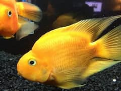 Parrot Fish Breeder & Red jewel Fish 0