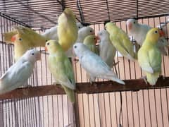 healthy and active love birds for sale crimino albino red eyes decino