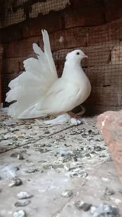 pure ammercian fantial pigeons 2 breader pear available