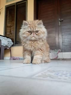 Persian Kittens | Peke Face Kitten | Fur Persian Cat For Sale
