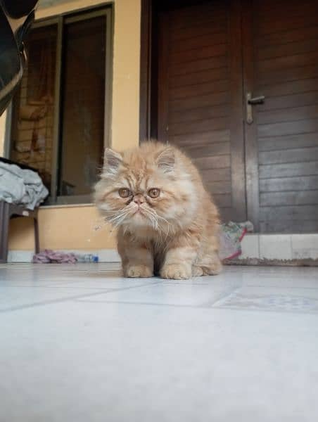 Persian Kittens | Peke Face Kitten | Fur Persian Cat For Sale 4