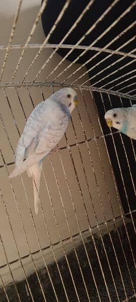 1 breeder green budgie:pair 700, 1 blue pair 700 0