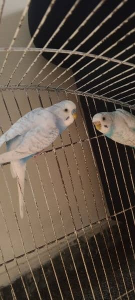 1 breeder green budgie:pair 700, 1 blue pair 700 1