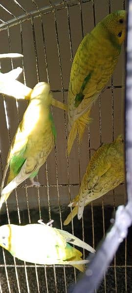 1 breeder green budgie:pair 700, 1 blue pair 700 2