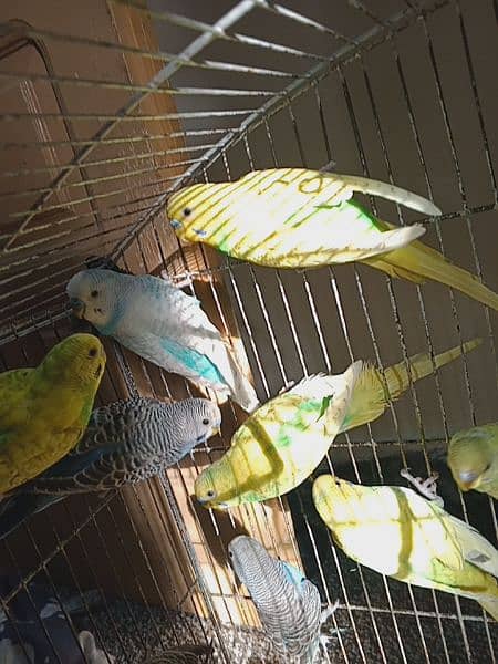 1 breeder green budgie:pair 700, 1 blue pair 700 3