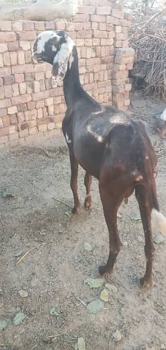Lall hotall Gbhan goat for Sale