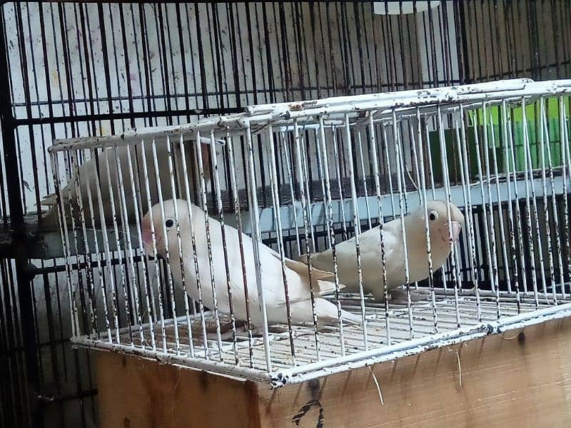 Albino black Eye breedr pair 0