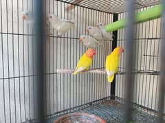 love bird red eyes quality birds available at reasonable prices