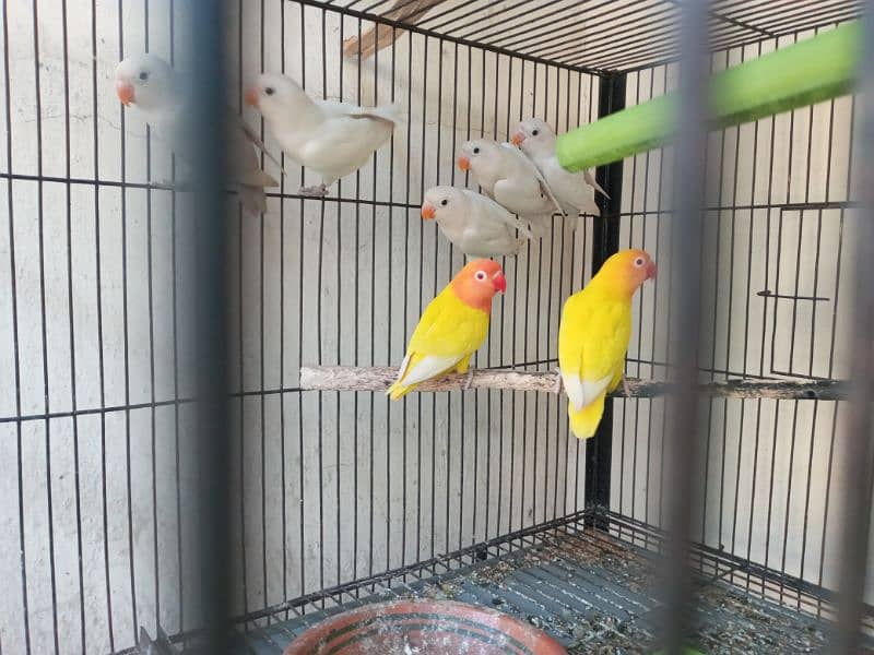 love bird red eyes quality birds available at reasonable prices 0