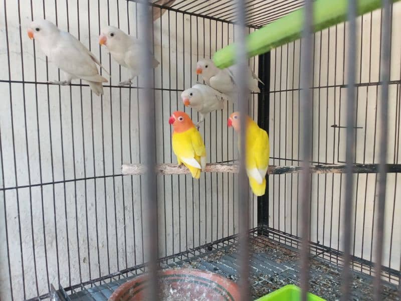 love bird red eyes quality birds available at reasonable prices 1