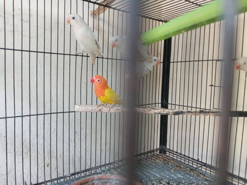 love bird red eyes quality birds available at reasonable prices 2