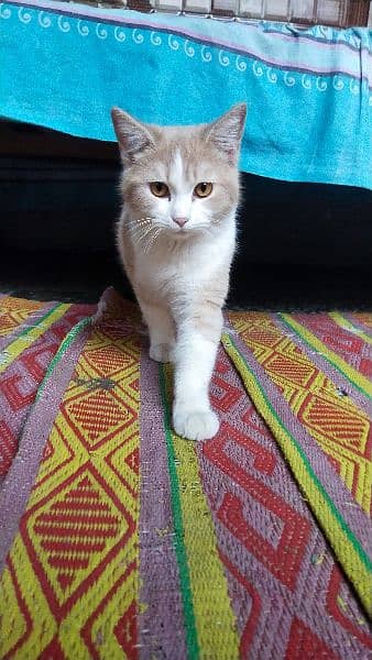 White and Brown  Persian kitten Single Coat 2