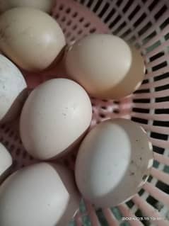 white buff fertile eggs