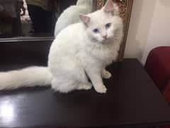 Persian cats blue Eyes for sale