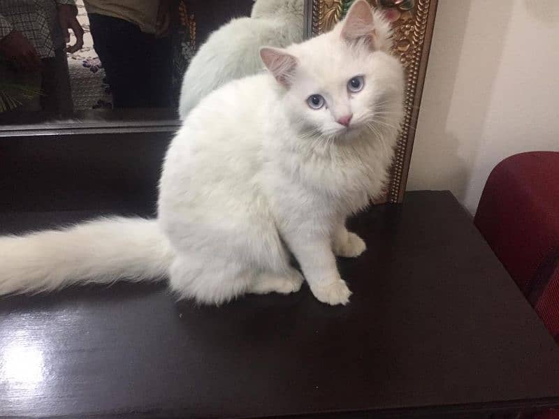 Persian cats blue Eyes for sale 0