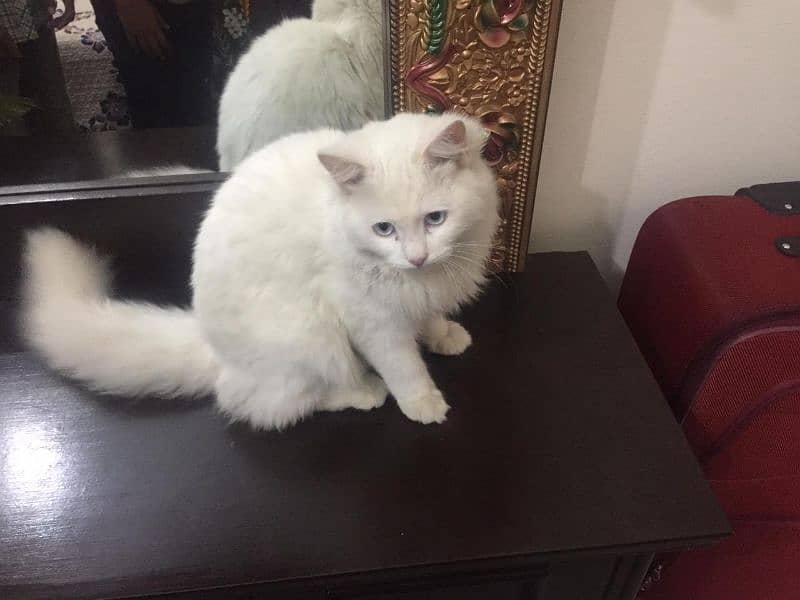 Persian cats blue Eyes for sale 1