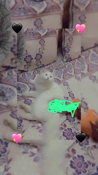 Persian cats blue Eyes for sale 2