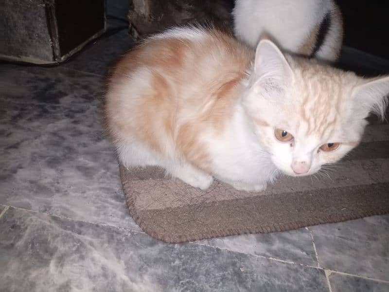 single semi-Persian kitten(Vaccinated) (5 months old) 2