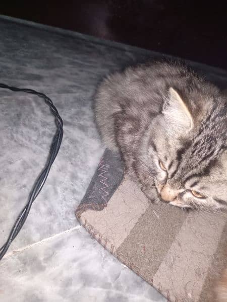 single semi-Persian kitten(Vaccinated) (5 months old) 3