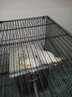 1 big cage cocktail common withe pair for sale location abtabad ki ha 0