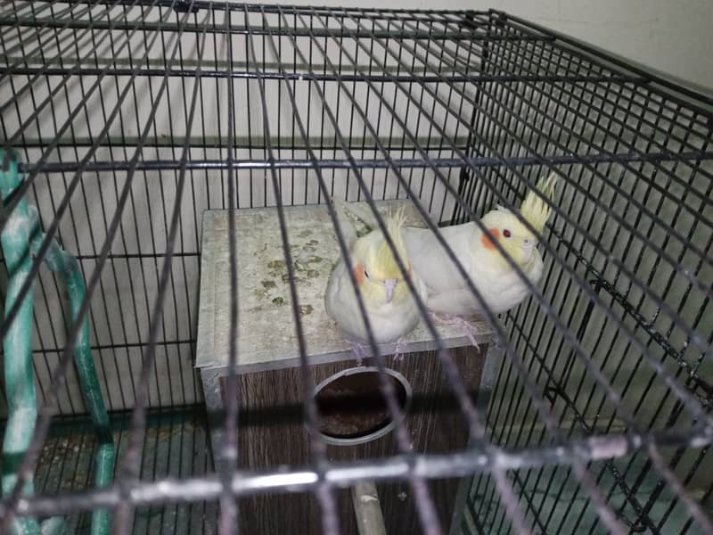 1 big cage cocktail common withe pair for sale location abtabad ki ha 1