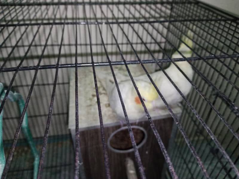 1 big cage cocktail common withe pair for sale location abtabad ki ha 2