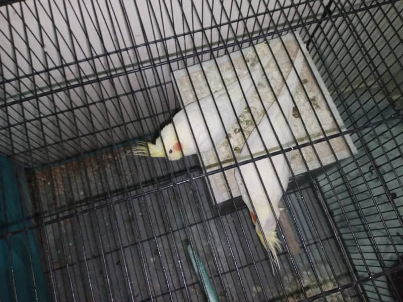 1 big cage cocktail common withe pair for sale location abtabad ki ha 3