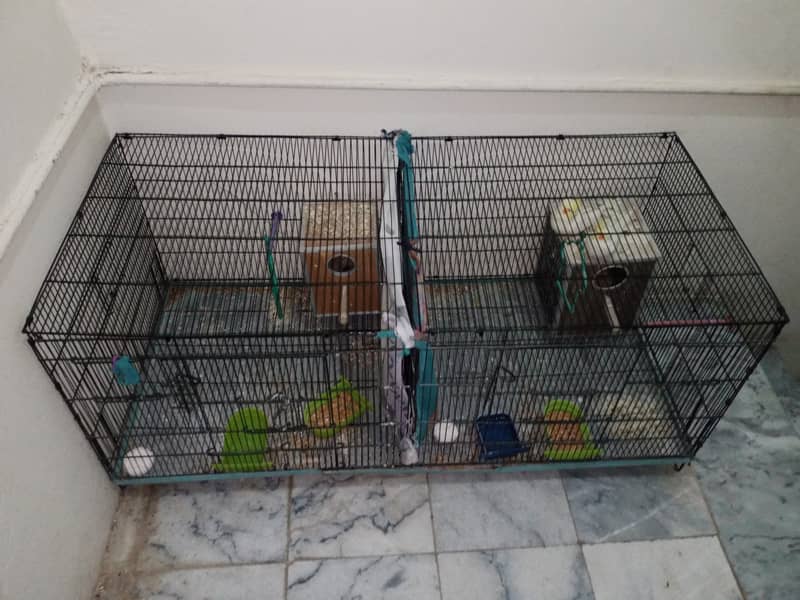 1 big cage cocktail common withe pair for sale location abtabad ki ha 4