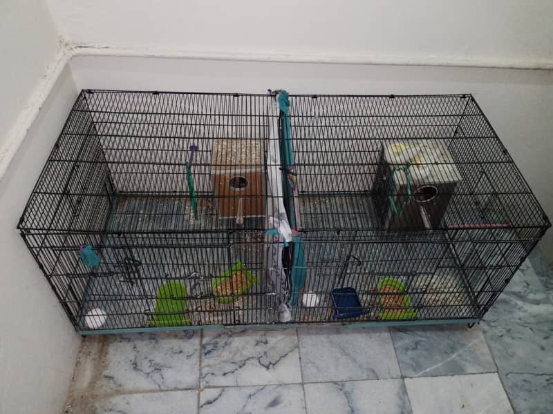 1 big cage cocktail common withe pair for sale location abtabad ki ha 5