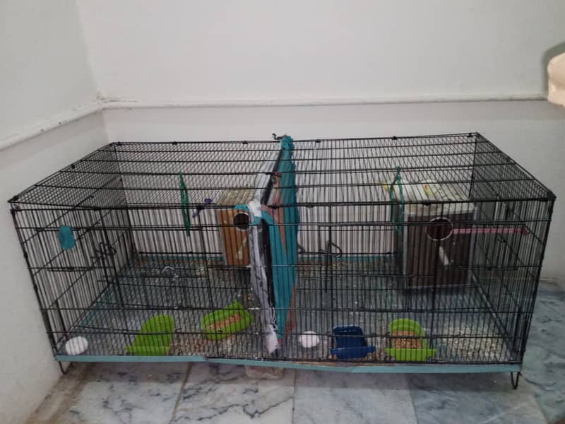 1 big cage cocktail common withe pair for sale location abtabad ki ha 6