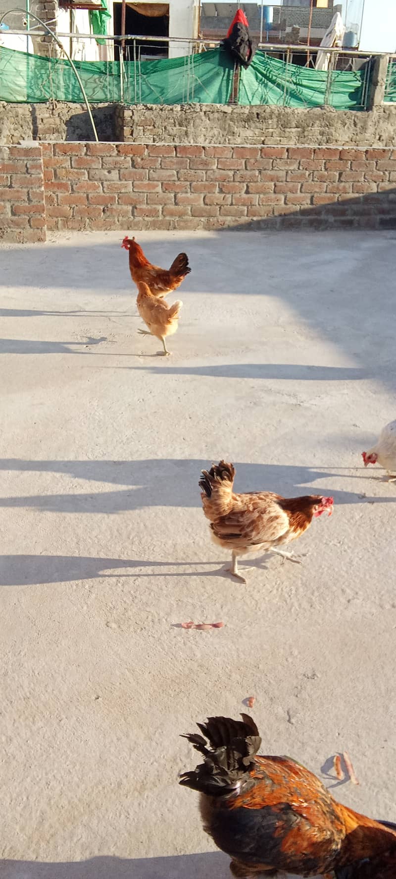 Eggs Laying Hen for Sale 3