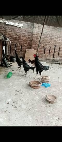 thai and vait chicks for sale 0