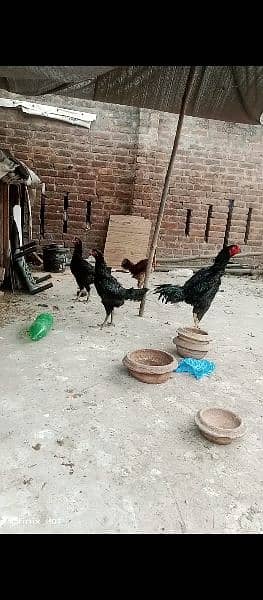 thai and vait chicks for sale 1