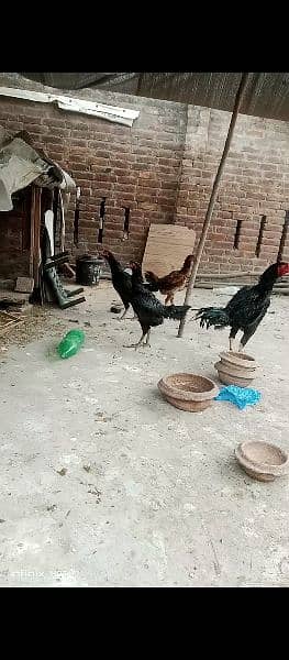 thai and vait chicks for sale 3