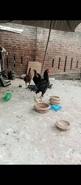 thai and vait chicks for sale 5