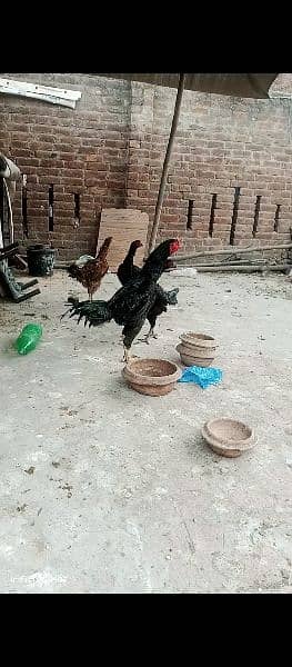 thai and vait chicks for sale 6