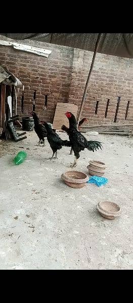 thai and vait chicks for sale 8