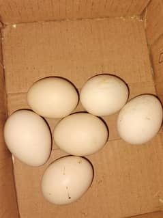 White Bantom or silver sprite egg for sale