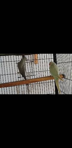 senegal and grey and blue lacewing pair 0