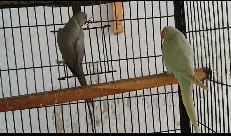 senegal and grey and blue lacewing pair 2