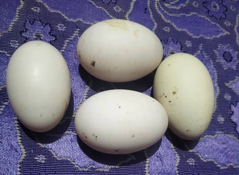 Fresh Duck Eggs 0
