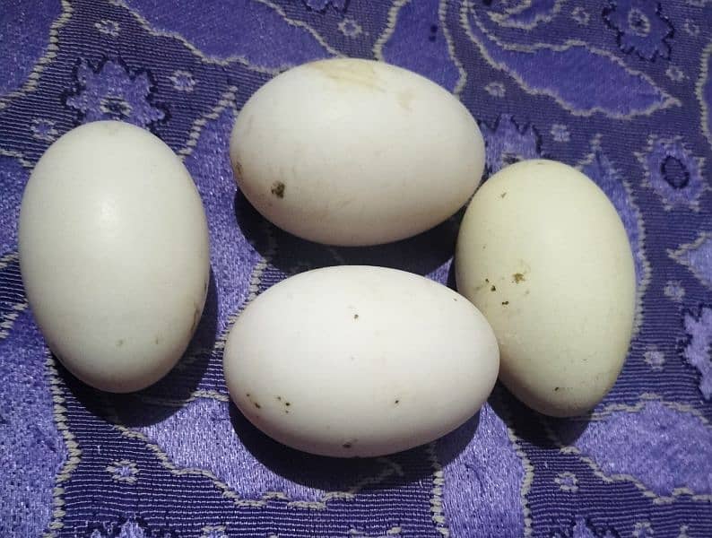 Fresh Duck Eggs 1