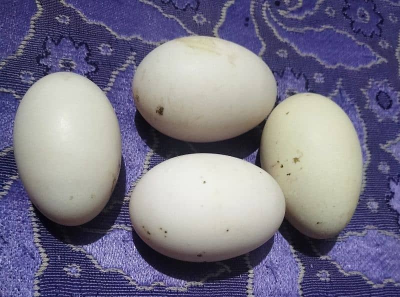 Fresh Duck Eggs 2