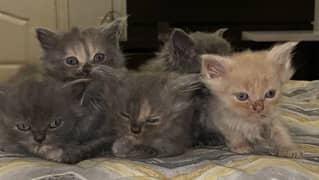 15000 each kitten