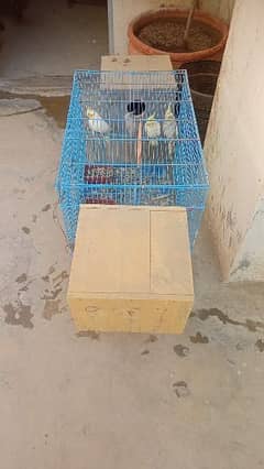Cocktail for Sale 2 Pairs With Cage and 2 Boxes 03341673613