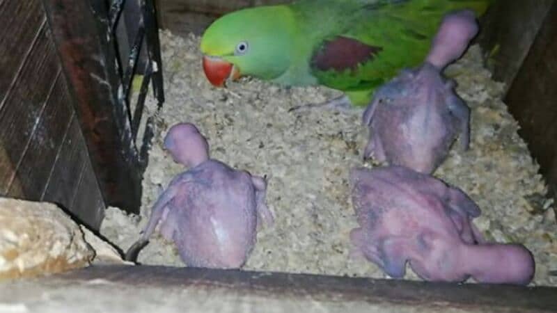 Raw pure breeding pairs no daout Home breeder 1