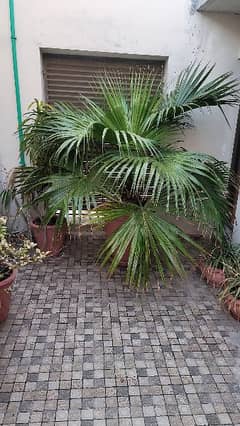 Fully Grown Date Palm