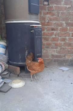 دیسی مرغی(Desi Murgi)۔  تمام مرغیاں گارنٹی سے انڈے دے رہی ہیں