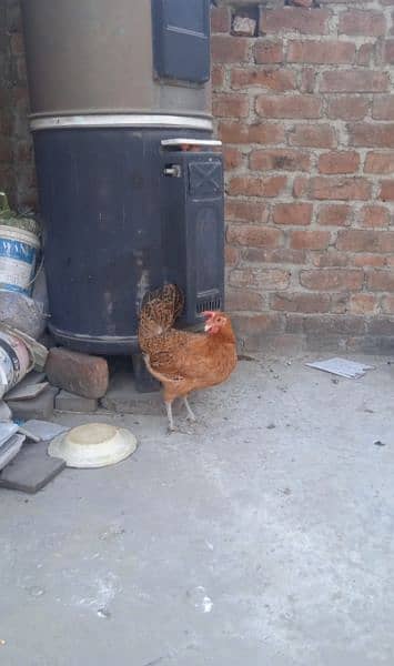 دیسی مرغی(Desi Murgi)۔  تمام مرغیاں گارنٹی سے انڈے دے رہی ہیں 1