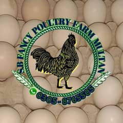 ayam Cemani eggs